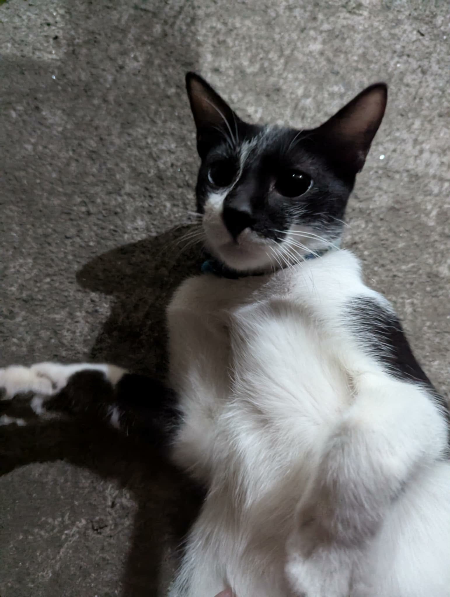 Cookie - the cat who inspired CookieTrack